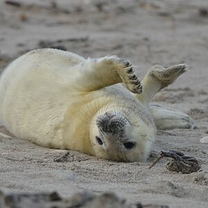 Helgoland 3 1121