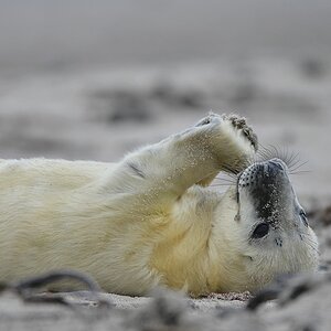 Helgoland 2 0802