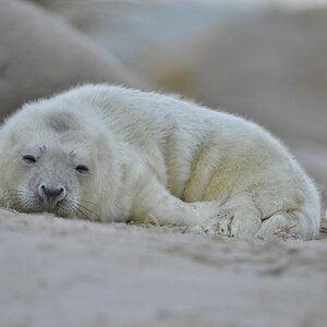 Helgoland 3 0865