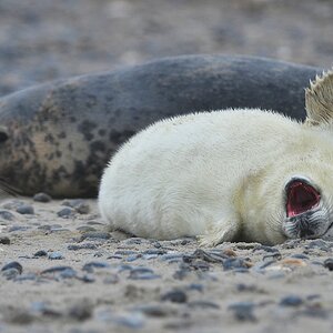 Helgoland 1 0106
