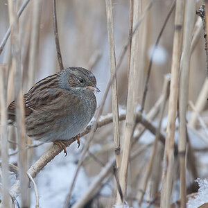amsel 06