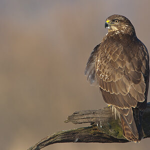 bussard 05