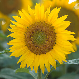 Sonnenblume