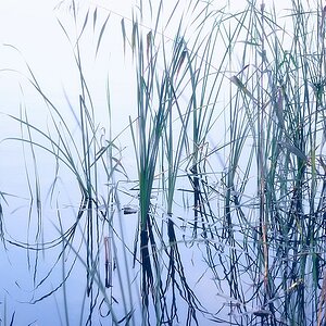 Schilf am Ufer