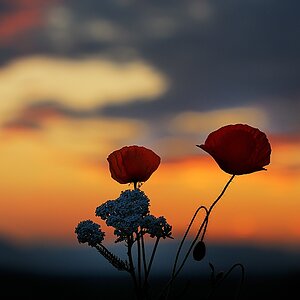 Mohn vor den Vogesen
