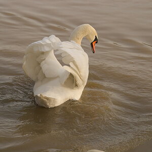 Stolzer Schwan 1