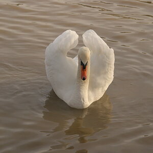 Stolzer Schwan 2