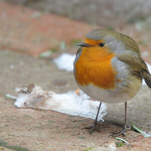 DSC 9456 khg