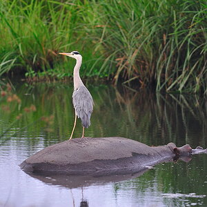 Flusspferd, Kiboko, mit Vogel
