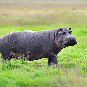 Flusspferd, Kiboko 2