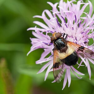 Waldschwebfliege (Volucella pellucens)
Nr.190711_2