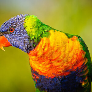 Reportage Australien 40