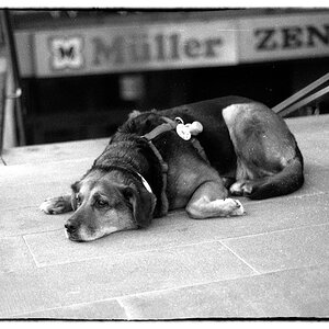 Konica VX400 Monochrome
Nikon FM
50mm ƒ/1.8 E-Serie
