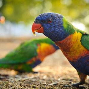 Reportage Australien 42
