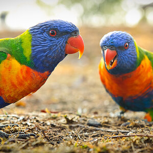 Reportage Australien 43