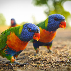 Reportage Australien 45