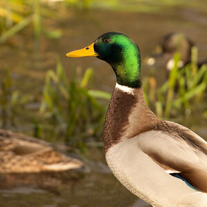 Ente in der Sonne