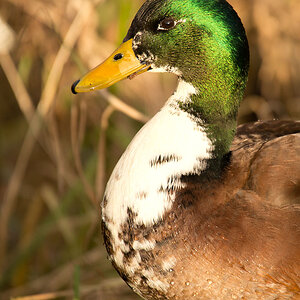 Ente Portrait