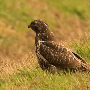 Rauhfussbussard