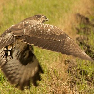Raufussbussard am Start