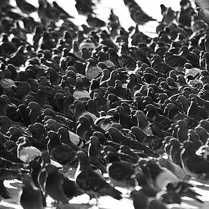 DSC 0608sw