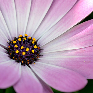 Blume