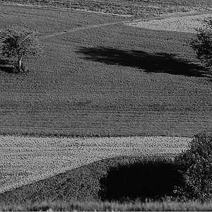 DSC 3552 web crop bw dist