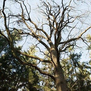 Wald 033