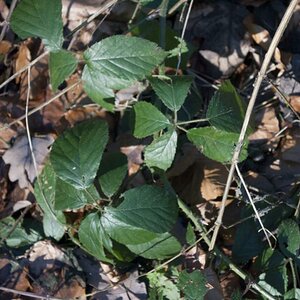 Wald 049
