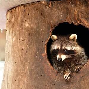 Waschbaer Wildpark Solling
