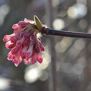 Duftschneeball Viburnum x bodnantense im Gegenlicht