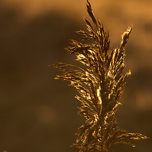 Gras im Sonneanaufgang