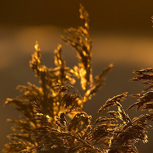 Graeser im Sonnenaufgang