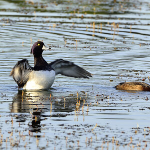 Ente 1 klein