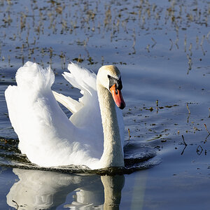 Schwan 1 klein