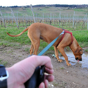 Hund, Hundeleine