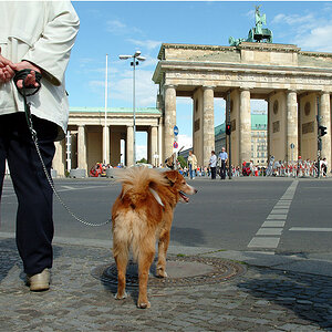 Hunde Berlin