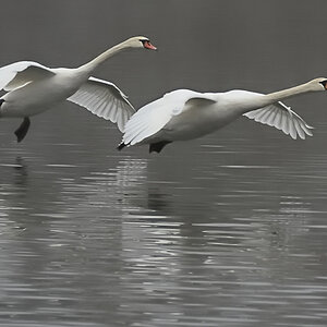 Schwan 2 klein