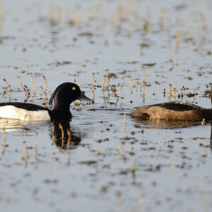 Ente 2 klein