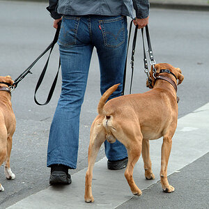 Hunde, Hundeleine Stadt