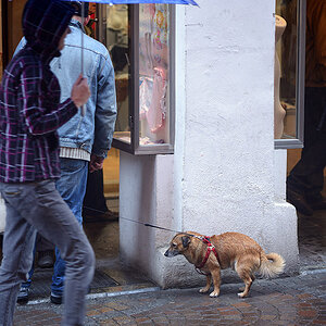 Hundebesitzer 3 (2)