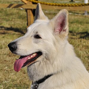 Weißer Schäferhund Nikon F