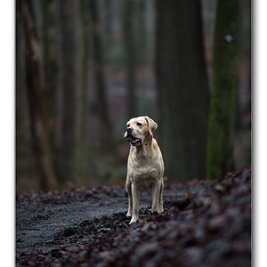 dunkler wald