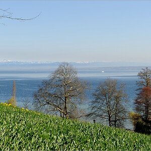 Mainau 6600