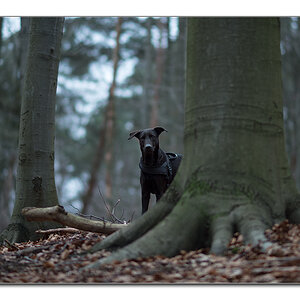 Lupa hinterm Baum