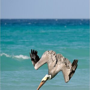 comp DSC 1284