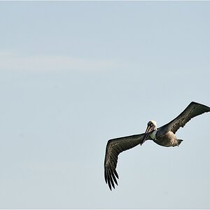 comp DSC 1276