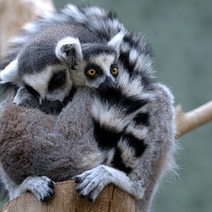 Hellabrunn