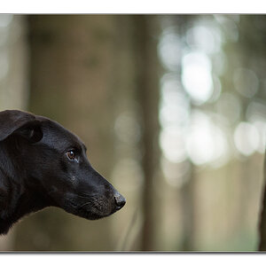lupa bokeh