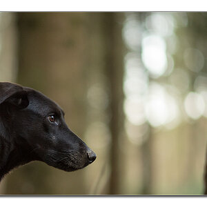 lupa bokeh2